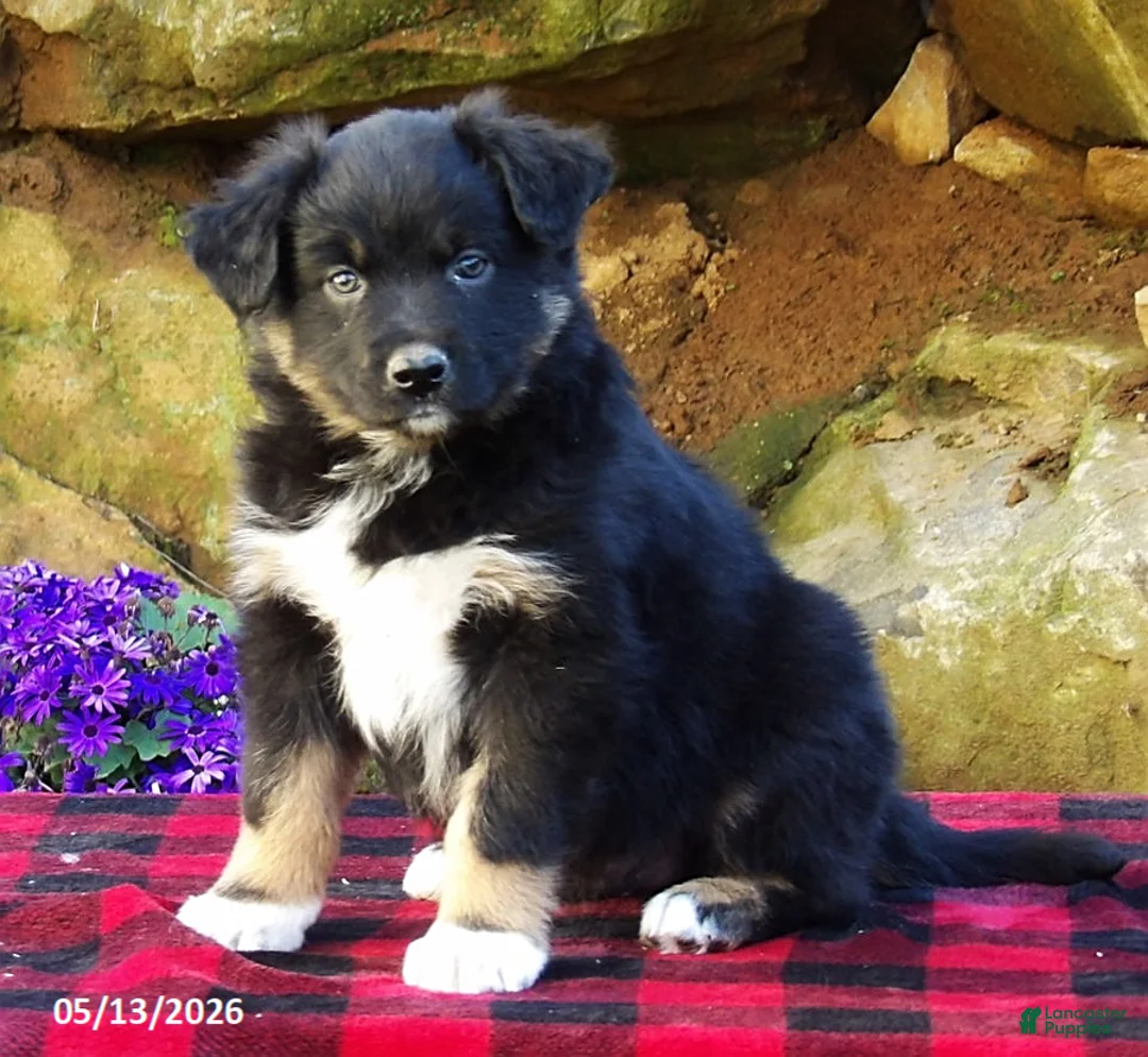 Australian Shepherd dogs for sale: Dusty - Ad 1