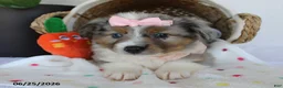 Miniature Australian Shepherd dogs for sale: Paisley - Ad 4