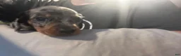 Miniature Dachshund dogs for sale: Maggie  - Ad 15