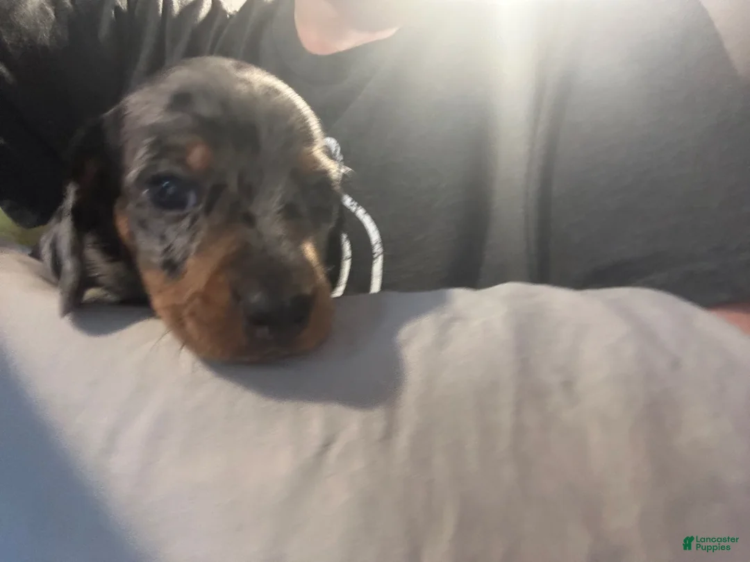 Miniature Dachshund dogs for sale: Maggie  - Ad 15