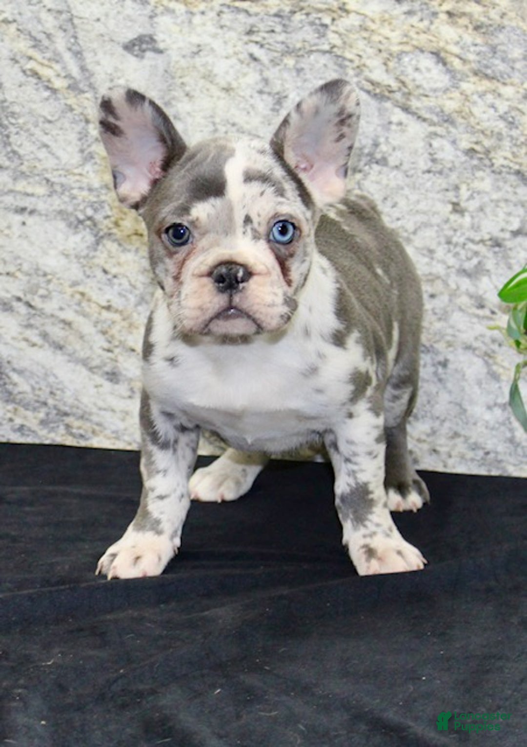 French Bulldog dogs for sale: Bella - Ad 2