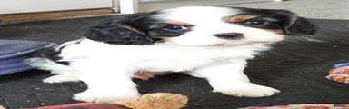 Cavalier King Charles Spaniel Puppy 2