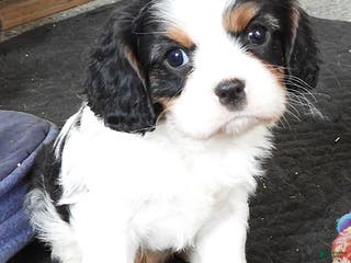 Cavalier King Charles Spaniel dogs Cavalier King Charles Spaniel Puppy 2 - Ad 14