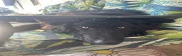 German Shepherd dogs for sale: German Shepherd 1 - Ad 9