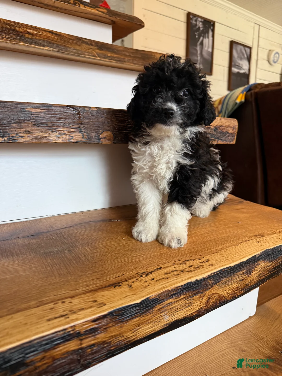 Cavapoo dogs for sale: Chase - Ad 1