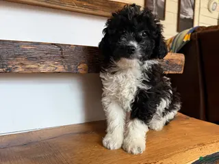 Cavapoo dogs Chase - Ad 41