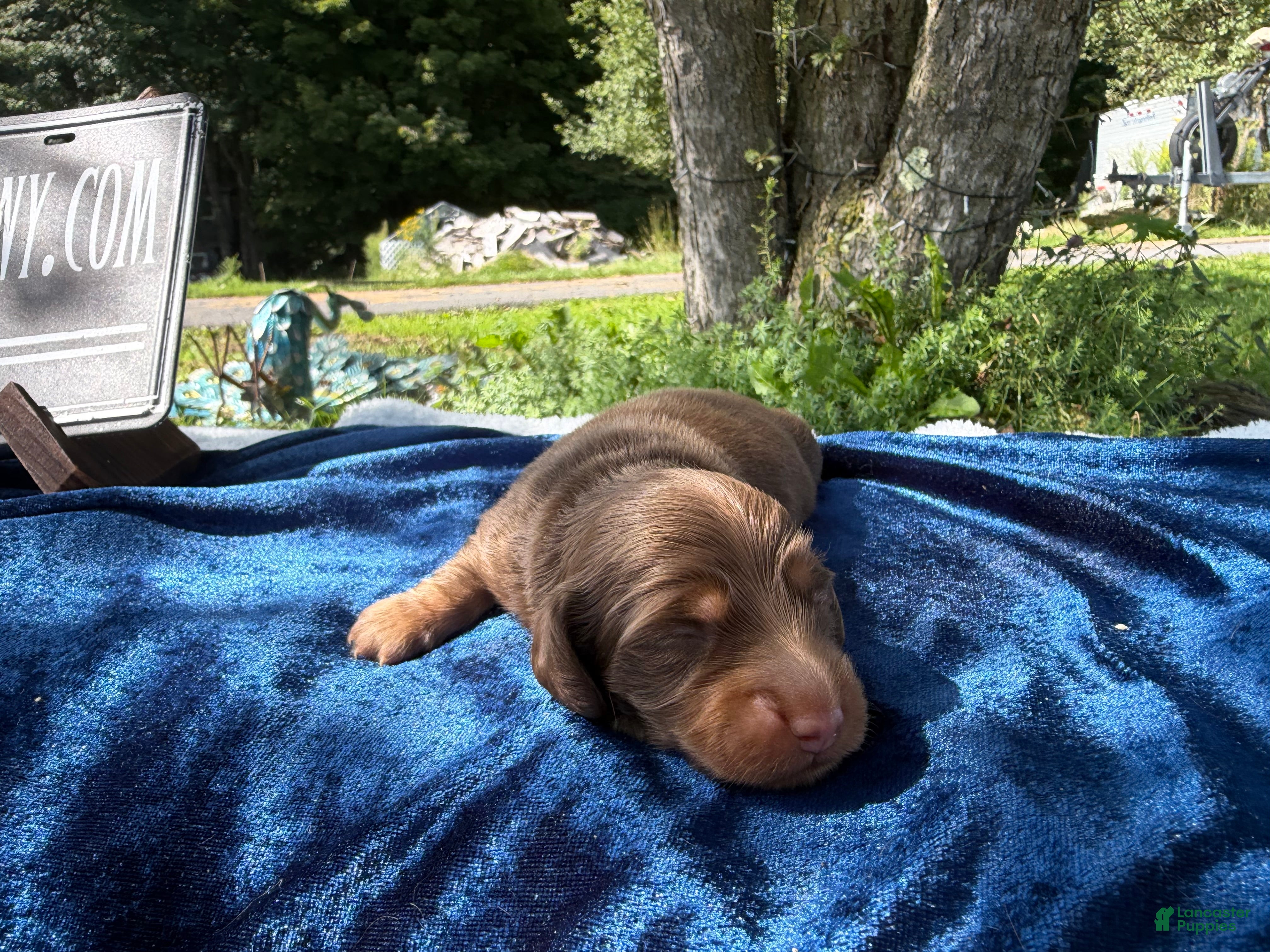 Miniature Dachshund dogs AKC Ch Russian line - Ad 24