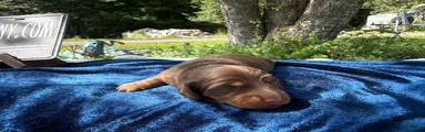 AKC Ch Russian line