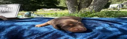 Miniature Dachshund dogs for sale: AKC Ch Russian line - Ad 1
