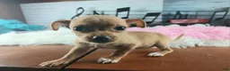 Chihuahua dogs for sale: Red fawn girl. Hand delivery  - Ad 3