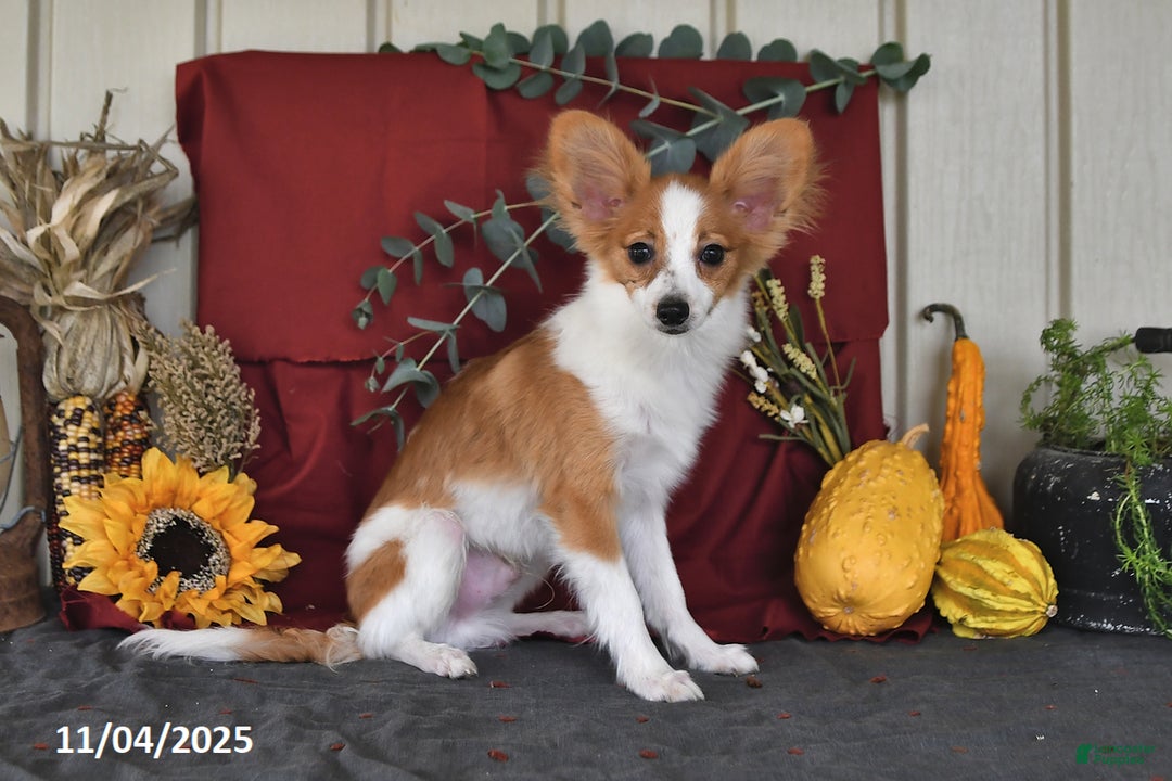 Papillon dogs for sale: Shadow - Ad 1