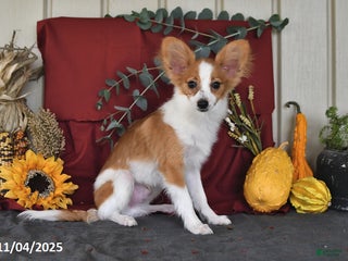 Papillon dogs Shadow - Ad 13