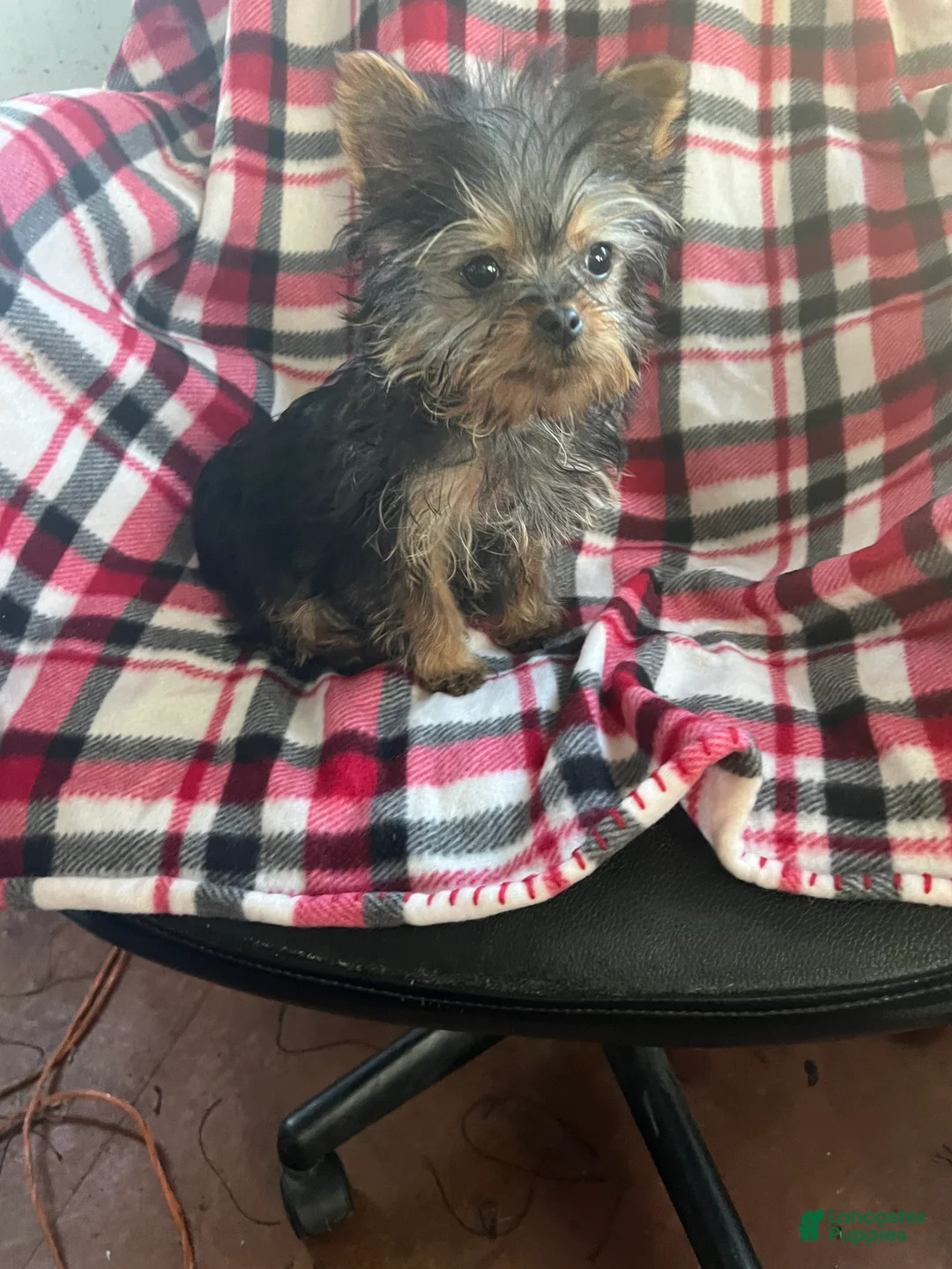 Yorkshire Terrier dogs for sale: Little one - Ad 5