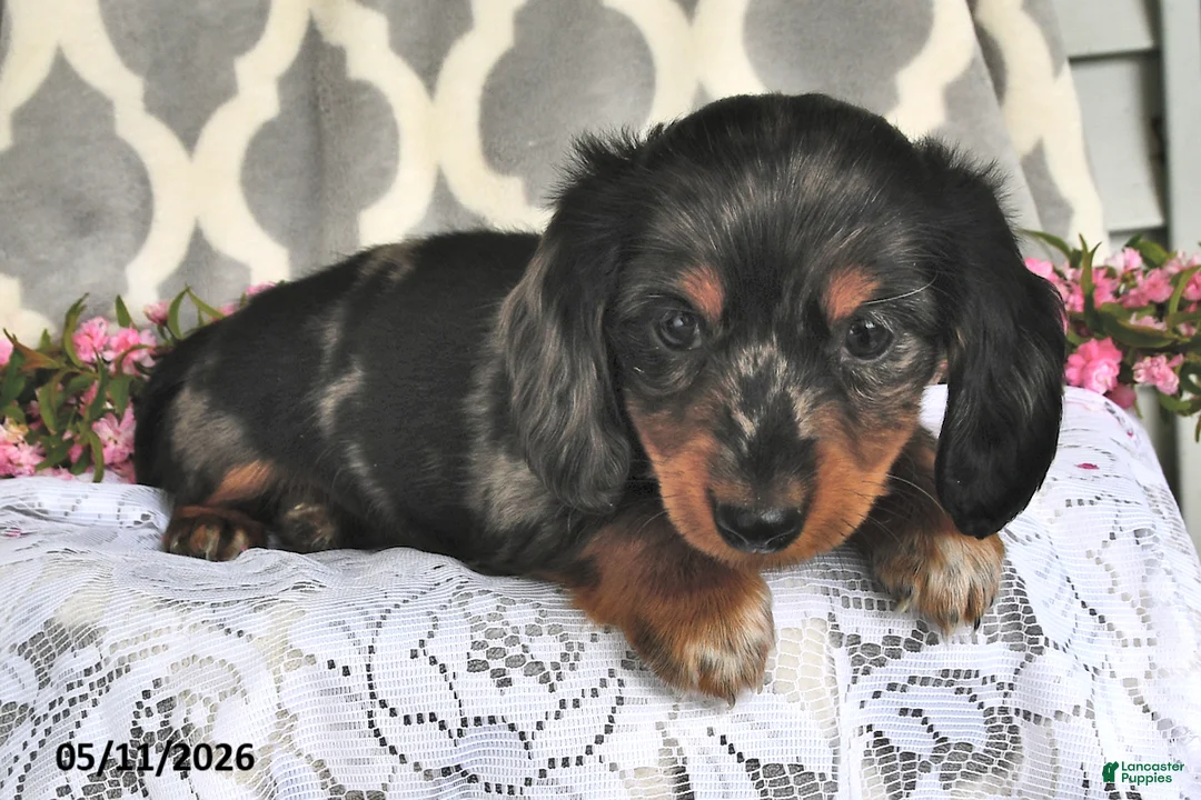 Miniature Dachshund dogs for sale: Renae - Ad 2