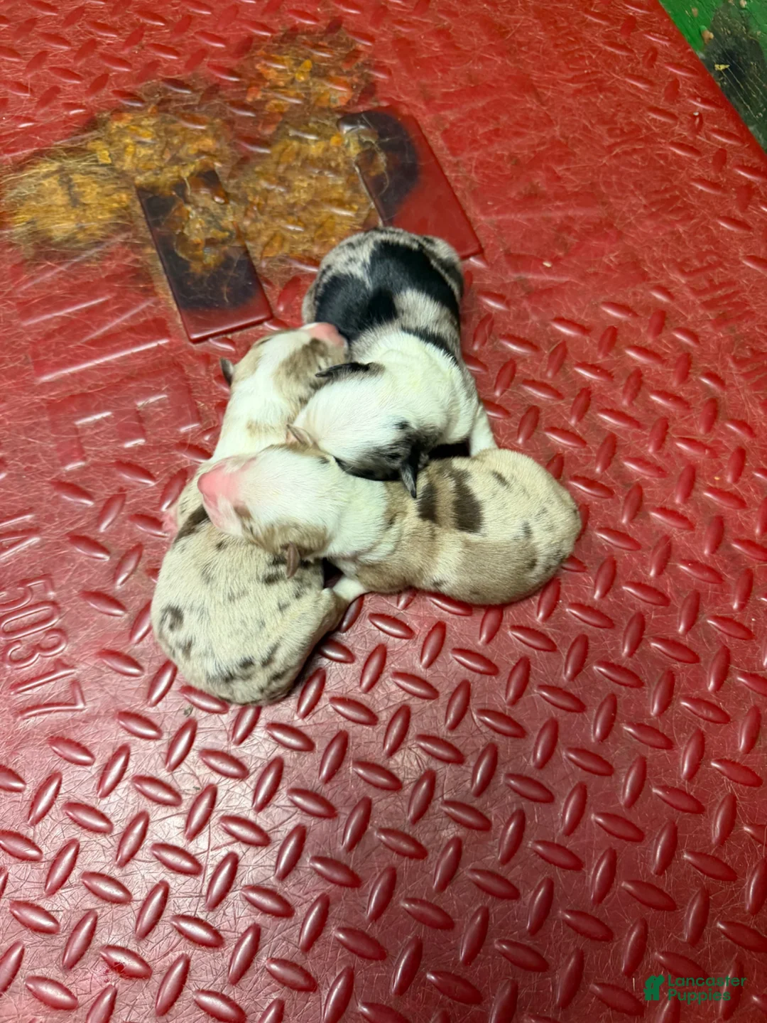 Australian Shepherd dogs for sale: Grizzly - Ad 10