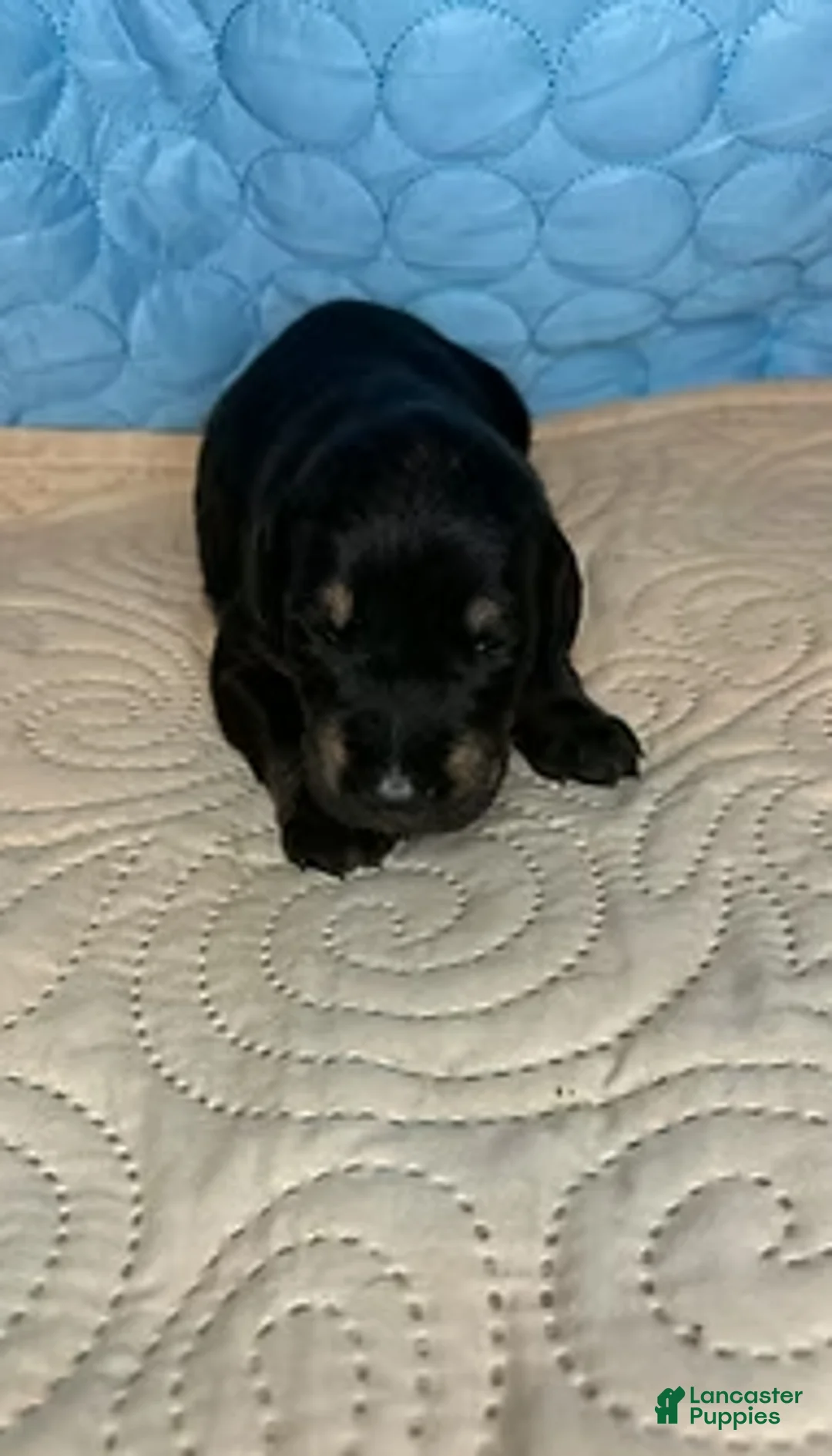 Mixed Breed dogs for sale: Snookie - Ad 4