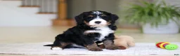 Mini Bernedoodle dogs for sale: Ramirez - Ad 9