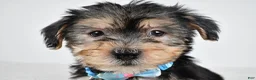 Morkie dogs for sale: Jet - Ad 8