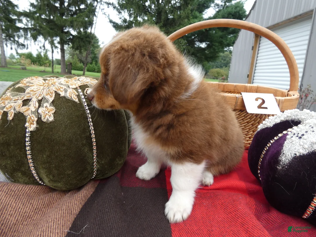 Mini Aussiedoodle dogs for sale: Mini Aussiedoodle 2 Victoria - Ad 2