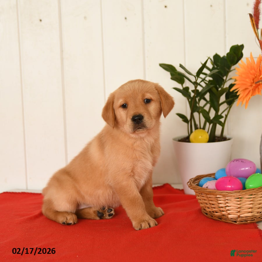 Goldador dogs Kody - Ad 2