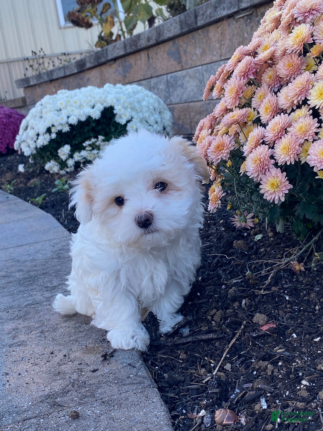Havanese dogs for sale: Harper - Ad 4
