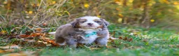 Mini Bernedoodle dogs for sale: Shadow - Ad 6