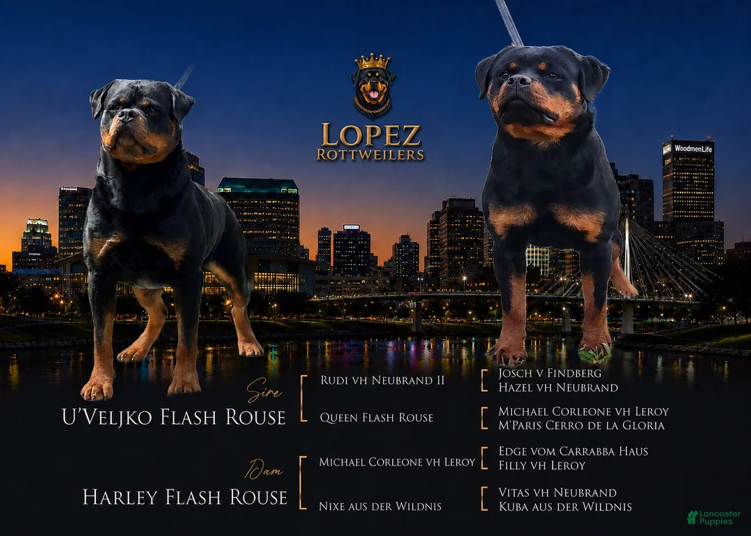 Rottweiler dogs for sale: Red collar boy  - Ad 5