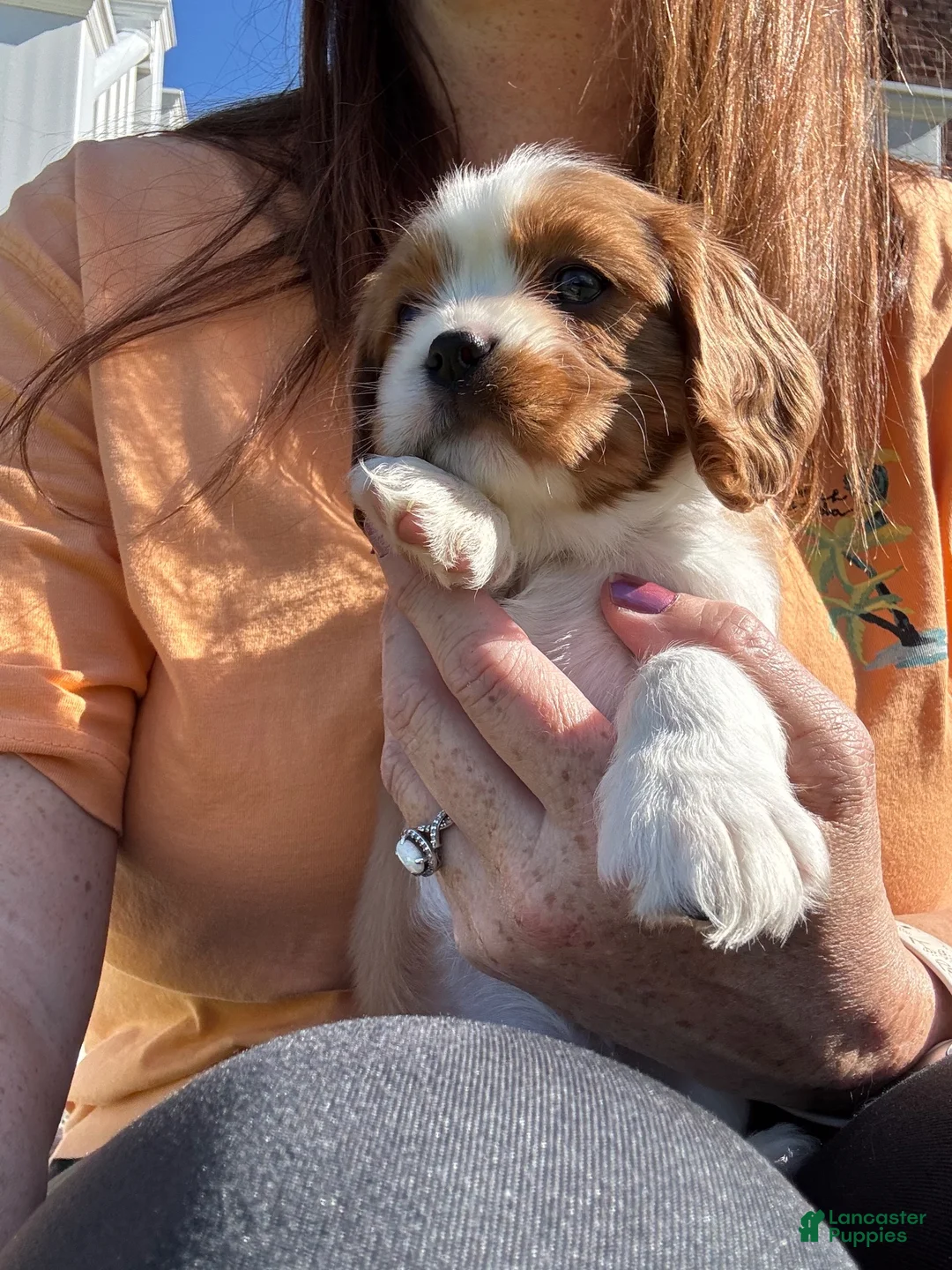Cavalier King Charles Spaniel dogs for sale: Schroeder - Ad 1