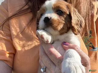 Cavalier King Charles Spaniel dogs Schroeder - Ad 1