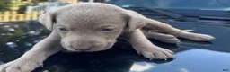 Labrador Retriever dogs for sale: Labrador Retriever 1 - Ad 3