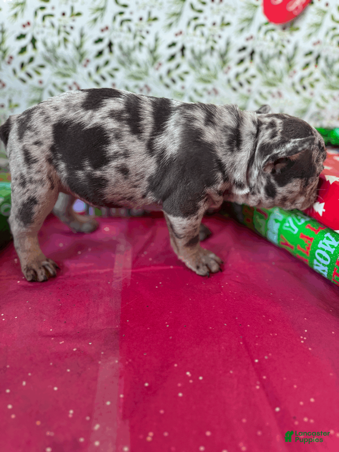 French Bulldog dogs for sale: MIA - Ad 7