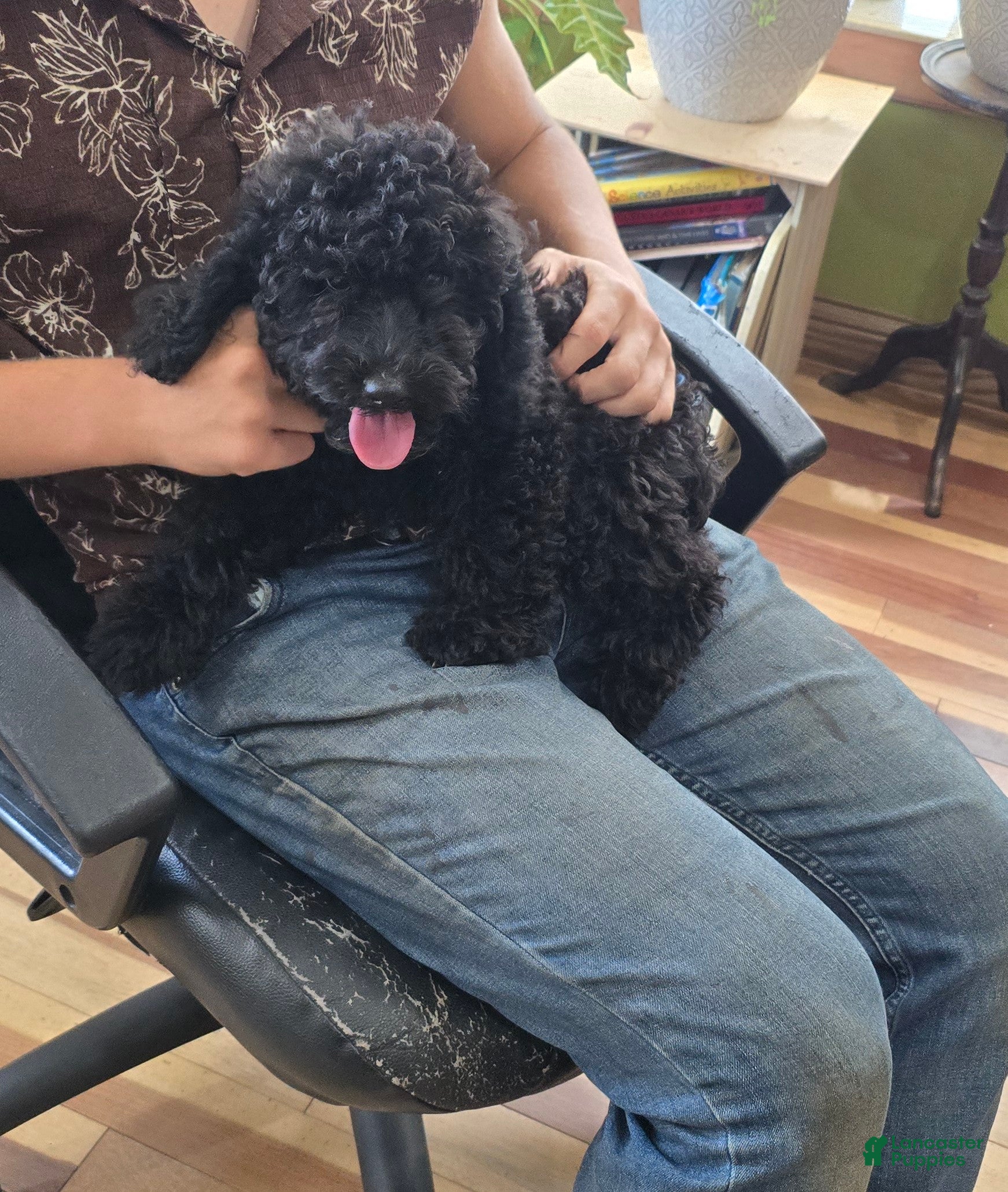 Cockapoo dogs Zayn - Ad 2