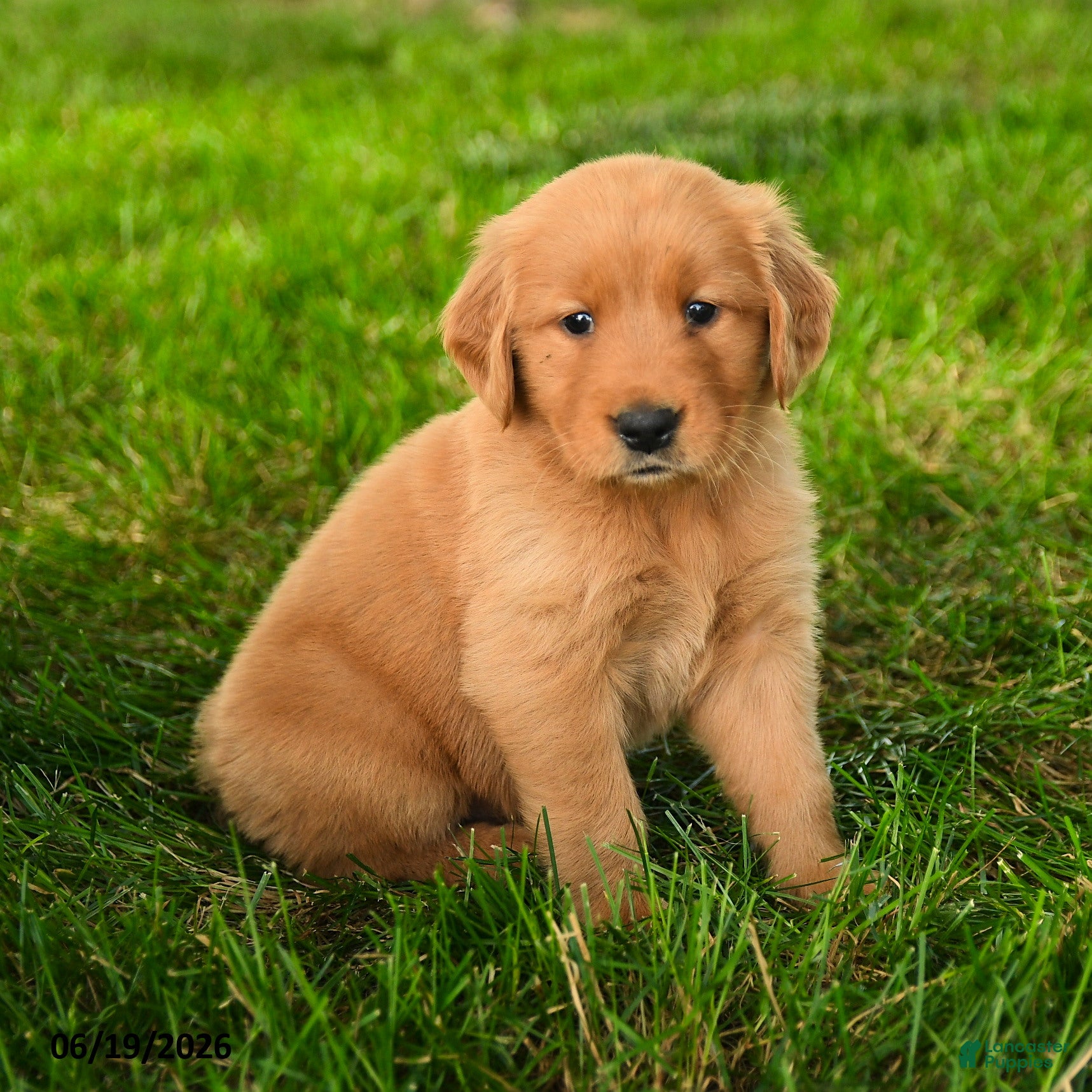 Golden Retriever dogs Chandler - Ad 2
