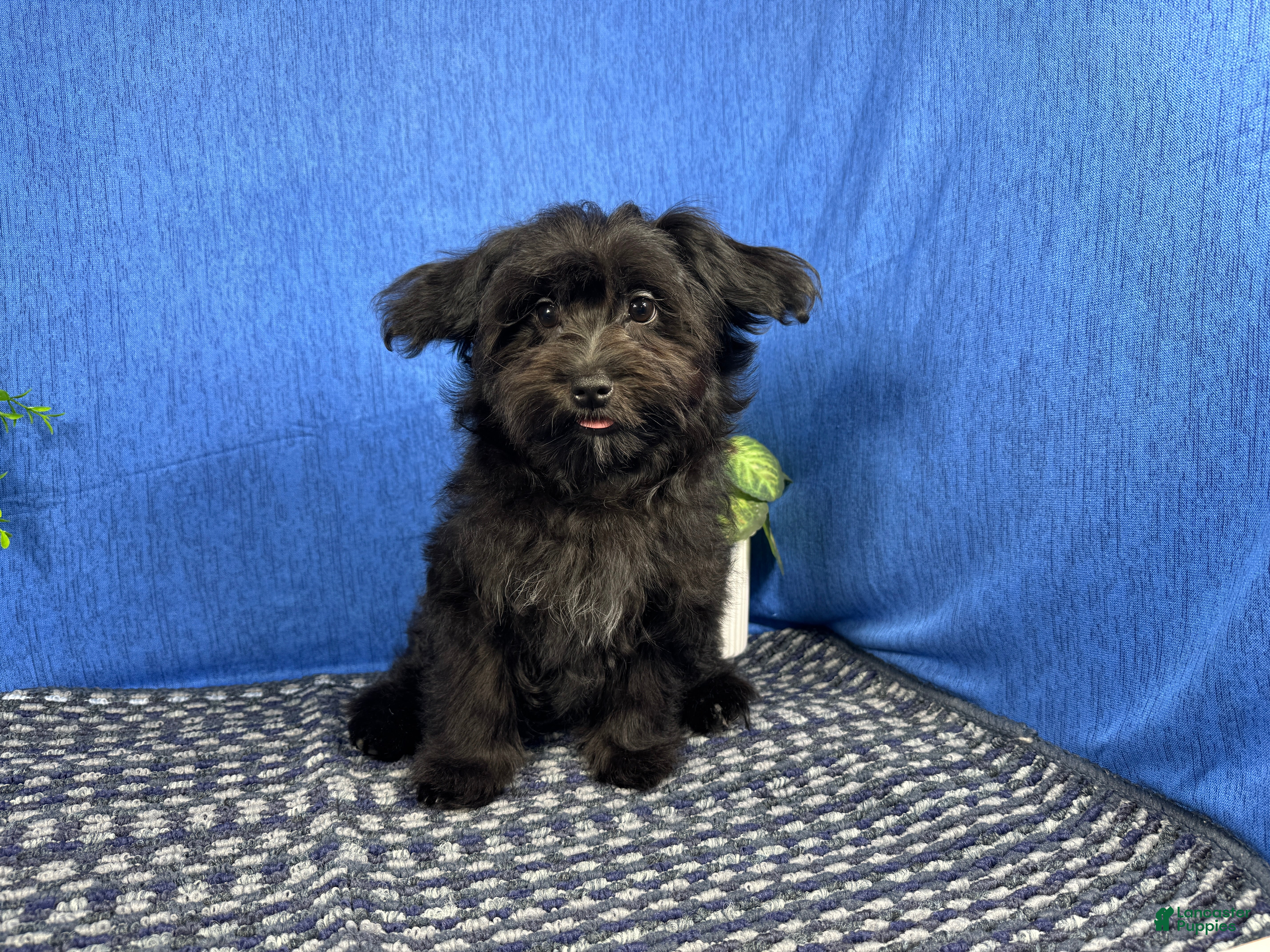 Morkie dogs Morkie 1 - Ad 14