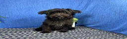 Morkie dogs for sale: Morkie 1 - Ad 4