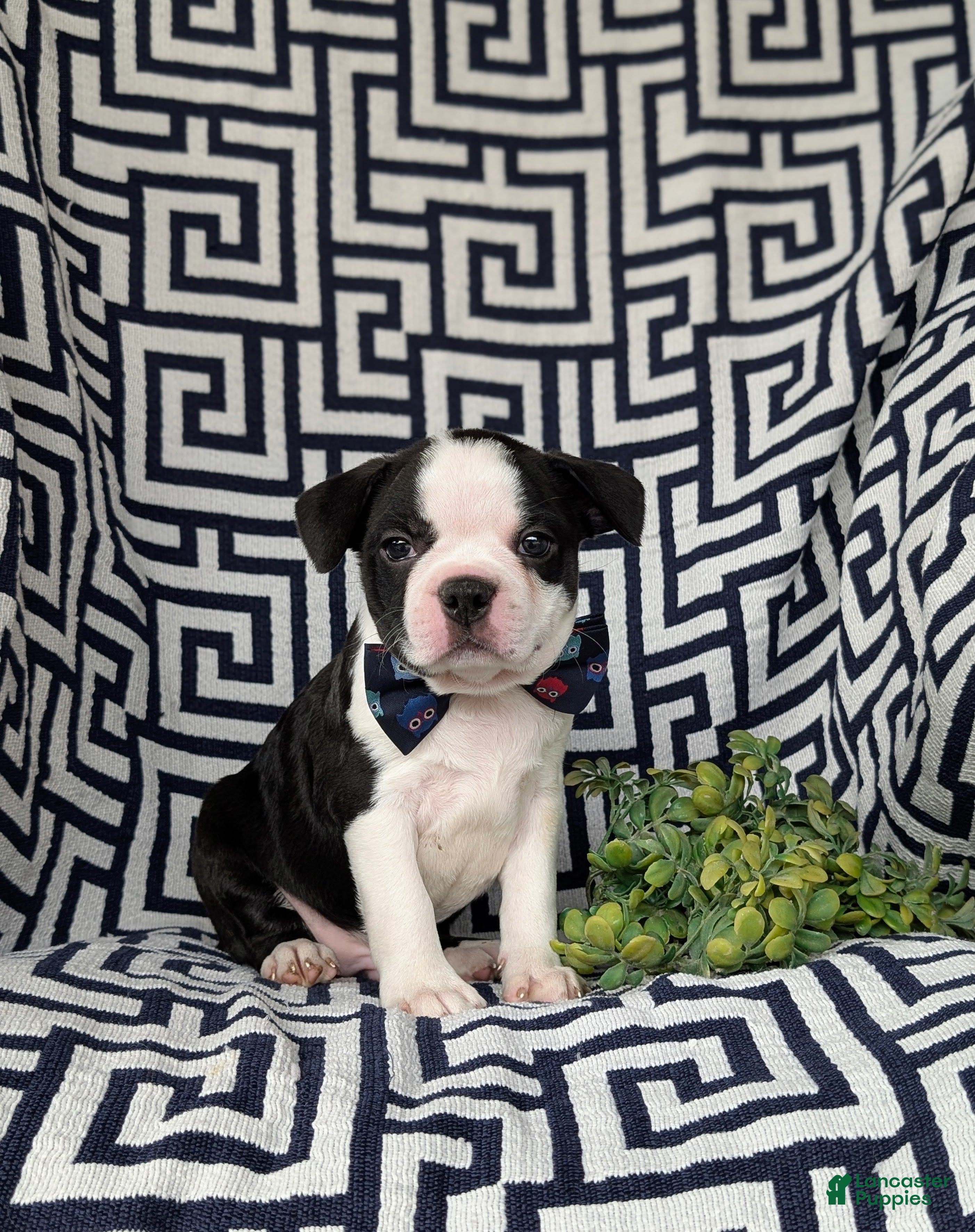 Boston Terrier dogs Brewster - Ad 1