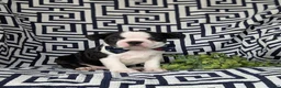 Boston Terrier dogs for sale: Brewster - Ad 1