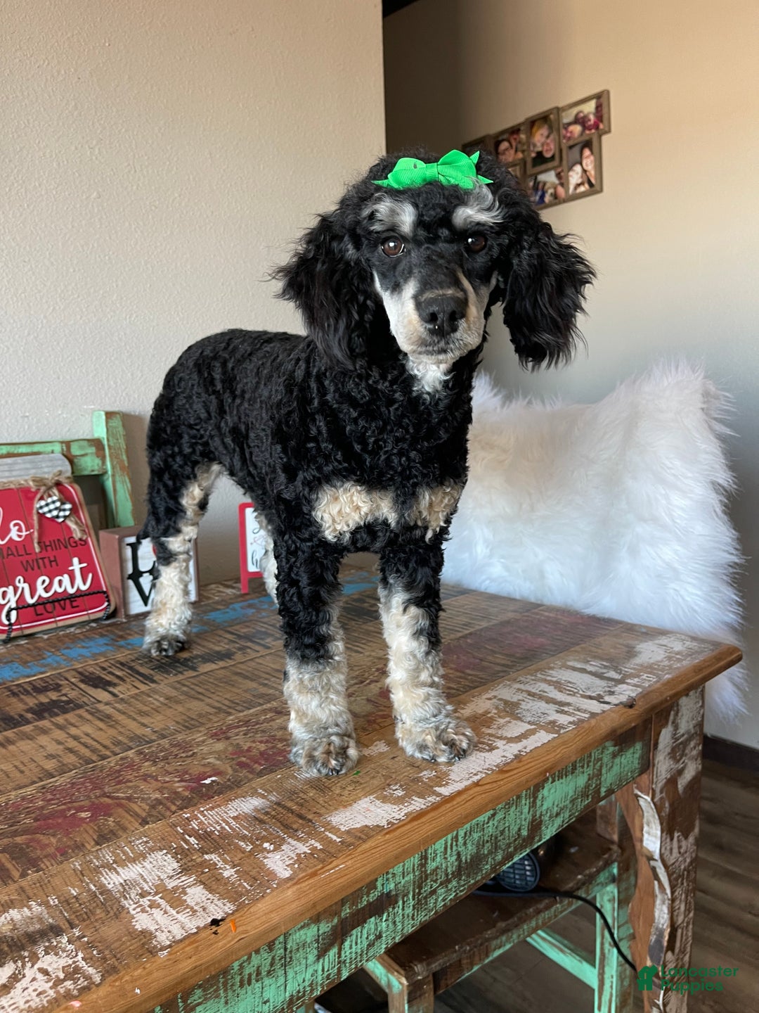 Miniature Poodle dogs for sale: Akc Clear Black Phantom Girl Piper - Ad 5