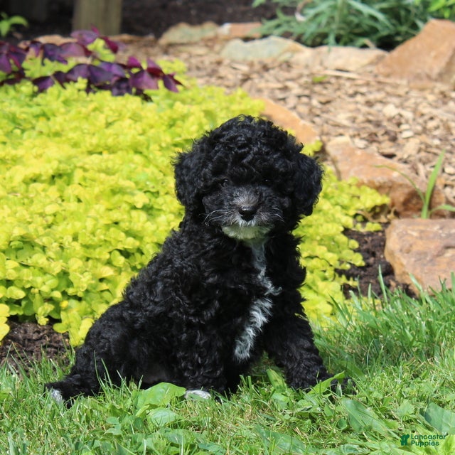 Toy Poodle dogs Chelsea  - Ad 1