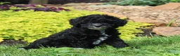 Toy Poodle dogs for sale: Chelsea  - Ad 1