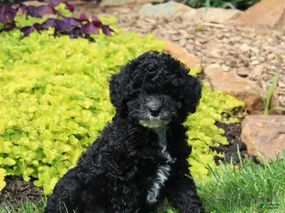 Toy Poodle dogs for sale: Chelsea - Ad 2