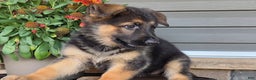 German Shepherd dogs for sale: Aria - Ad 2