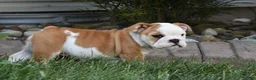 English Bulldog dogs for sale: Zara - Ad 2