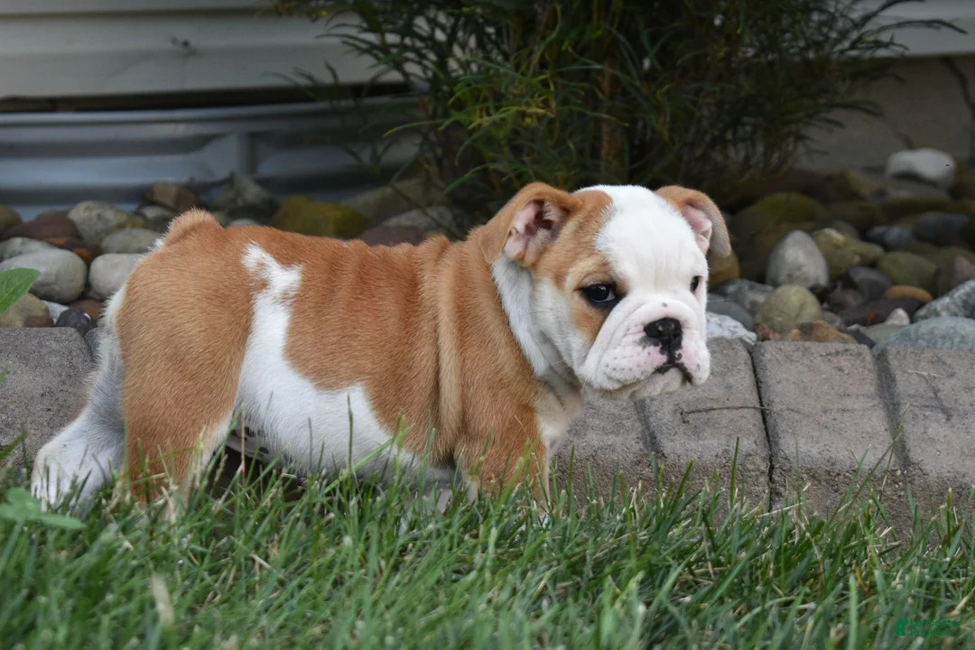 English Bulldog dogs for sale: Zara - Ad 2