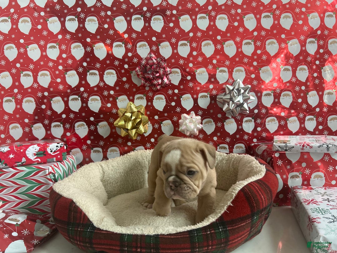 English Bulldog dogs for sale: Willow - Ad 7