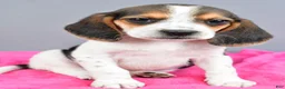 Beagle dogs for sale: Daisy - Ad 6