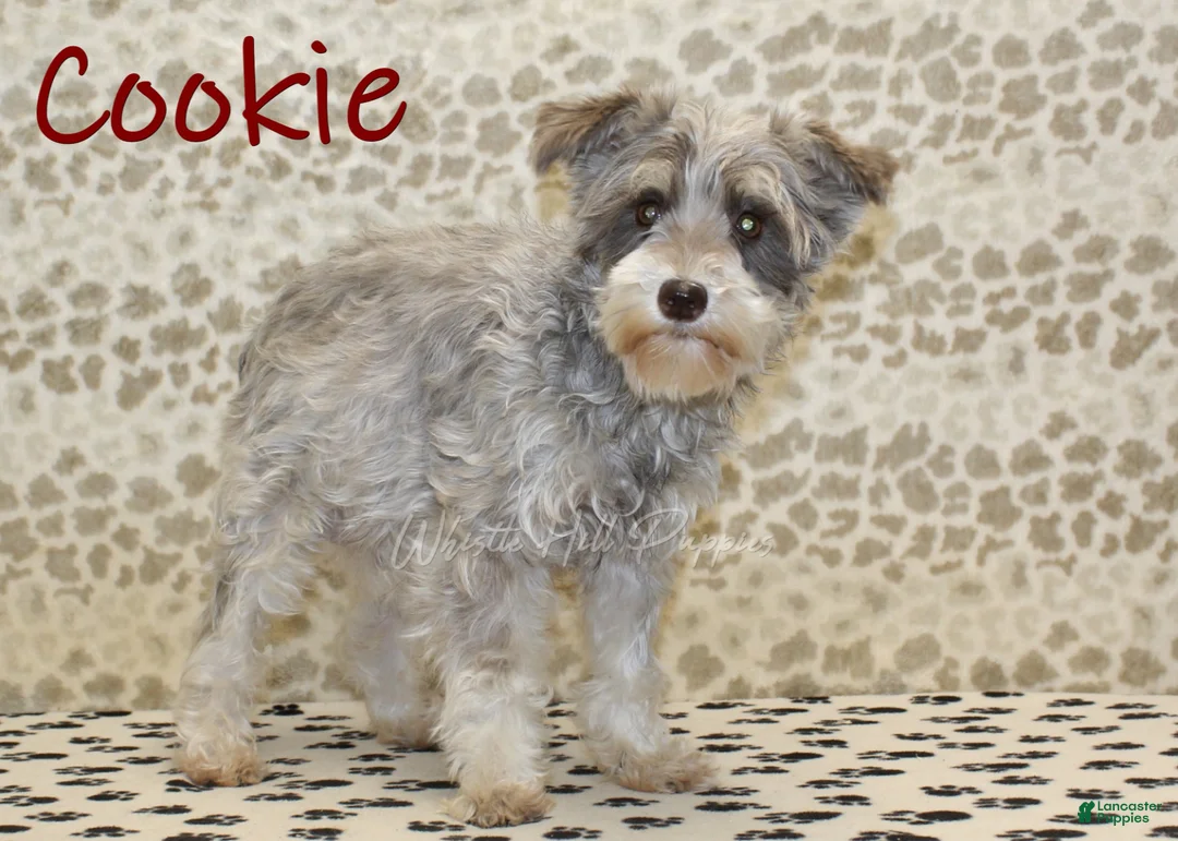 Miniature Schnauzer dogs for sale: Piper - Ad 4