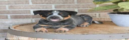 Australian Cattle Dog dogs for sale: Missy - Ad 4