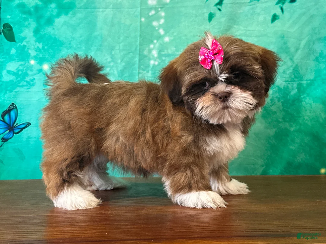 Shih Tzu dogs for sale: Poppy - Ad 2