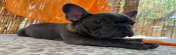 French Bulldog dogs for sale: Zeus - Ad 2